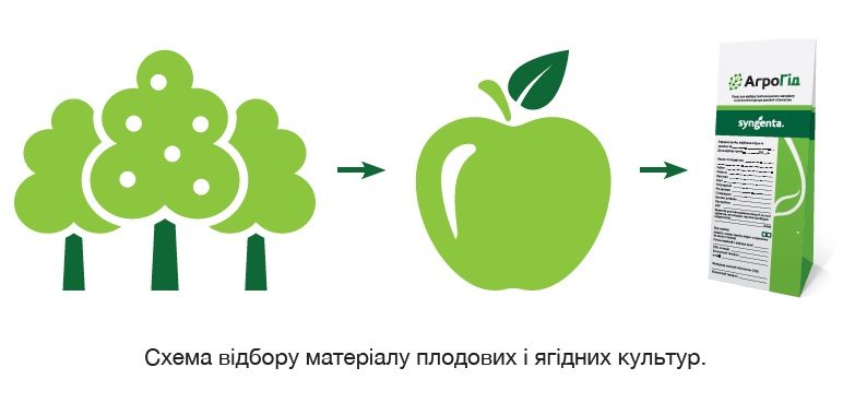 Схема відбору матеріалу плодових і ягідних культур.