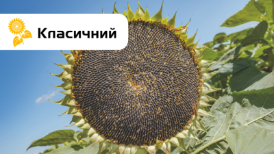 НК Конді соняшник