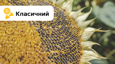 CИ Ласкала соняшник