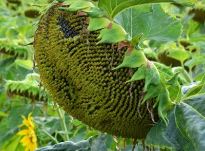 hybrid_mulano
