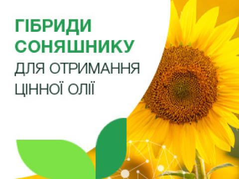 Гібриди соняшнику
