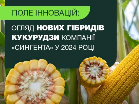 Нові гібриди кукурудзи