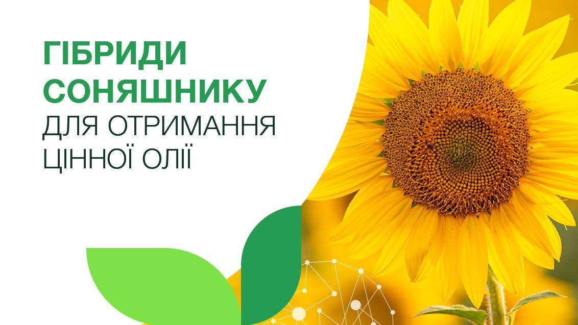 Гібриди соняшнику