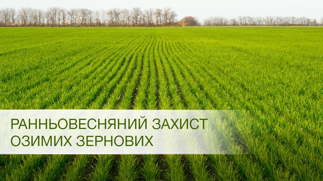 Стан посівів озимих зернових