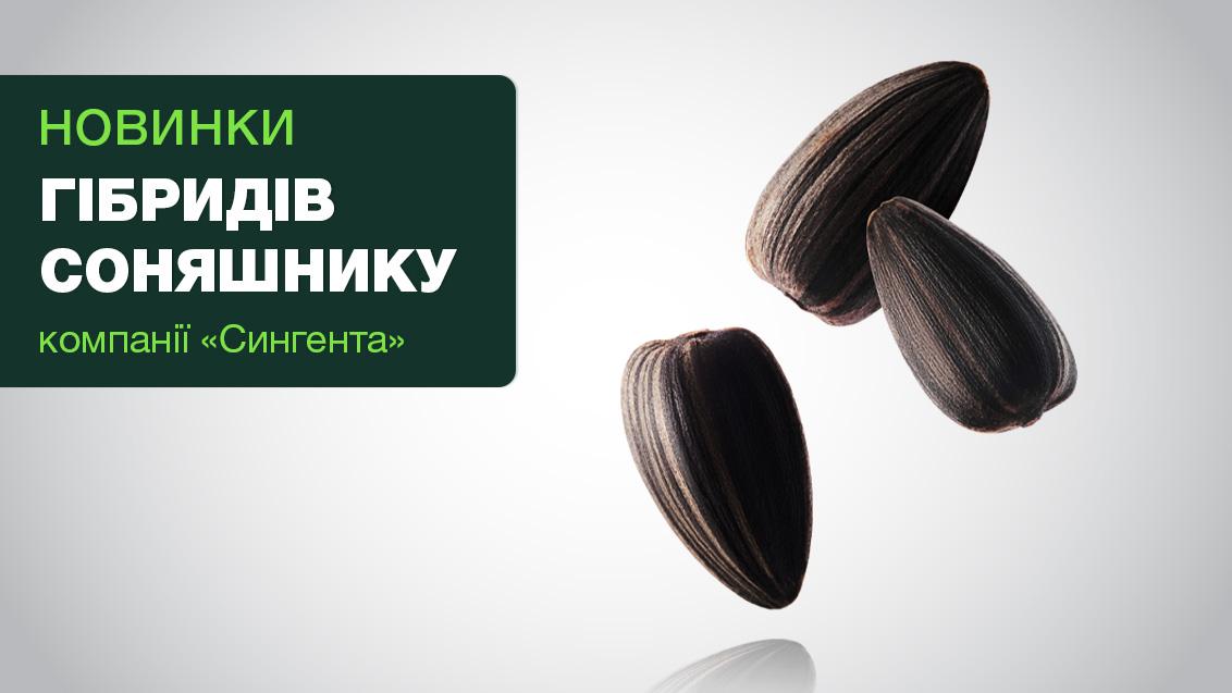 Новинки гібридів соняшнику
