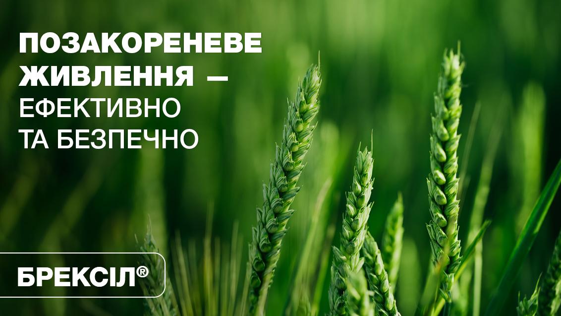 Брексіл