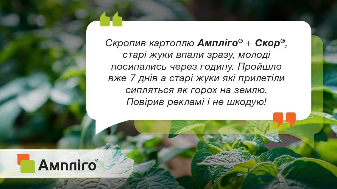 Відгук Ампліго