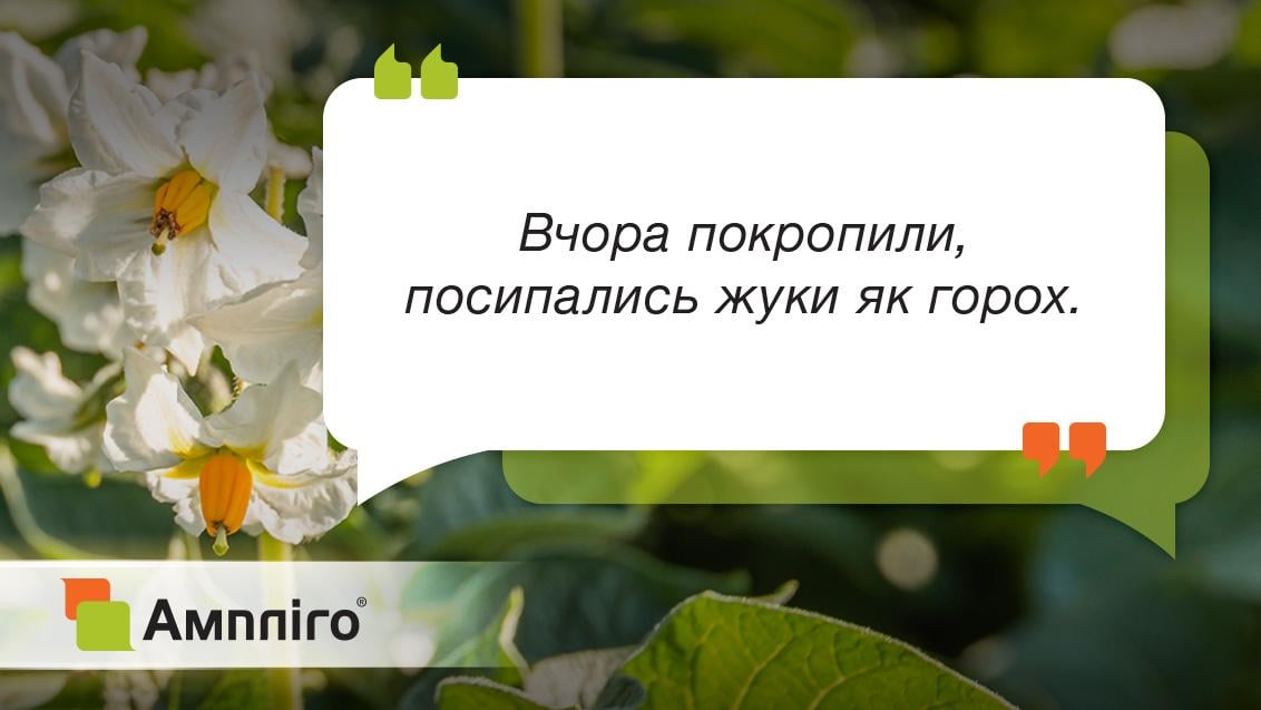 Відгук Ампліго
