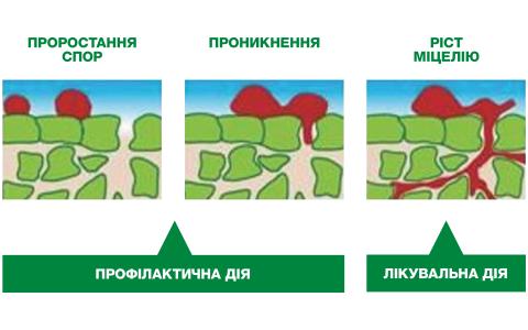 Лікувальна і профілактична дія