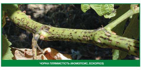 Чорна плямистість