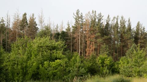Хвоя_1