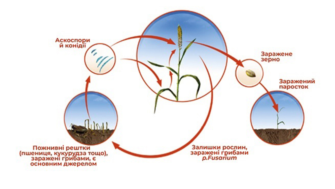 Цикл розвитку грибів Fusarium