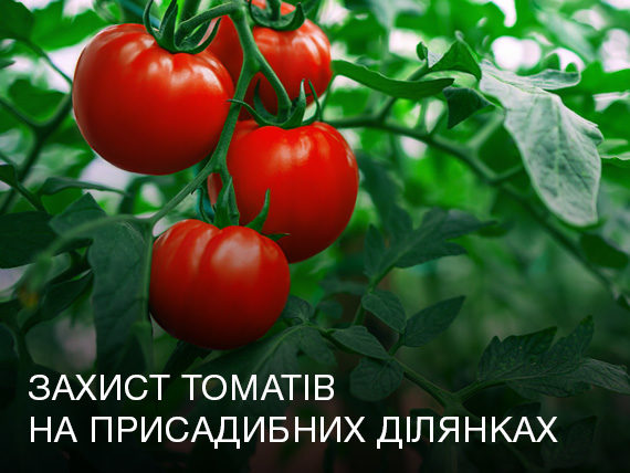 Захист томатів на присадибних ділянках