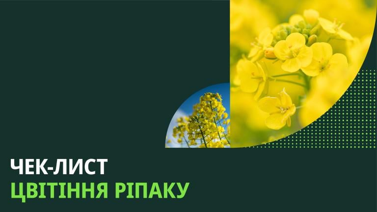 Цвітіння ріпаку