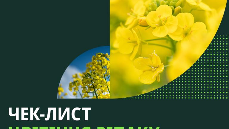 Цвітіння ріпаку