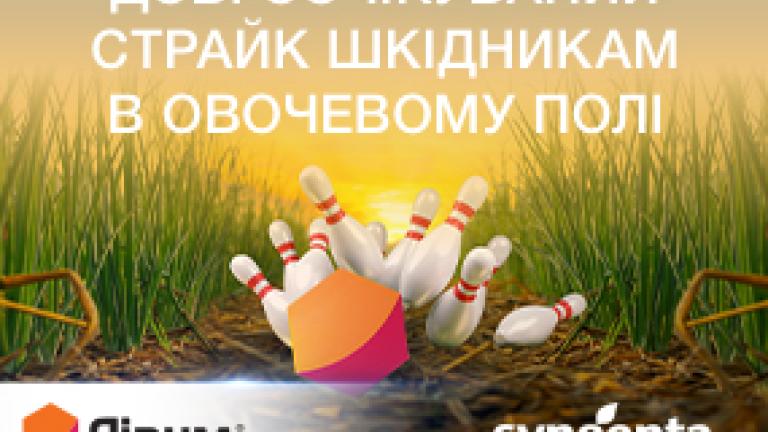 Лірум на цибулі