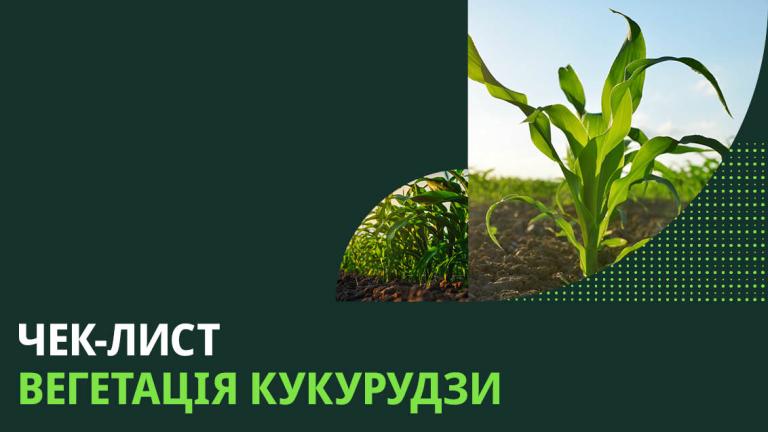 Вегатація кукурудзи