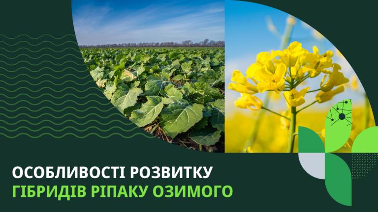 Особливості розвитку гібридів ріпаку озимого