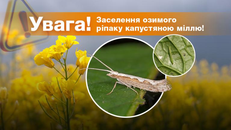 Капустяна міль