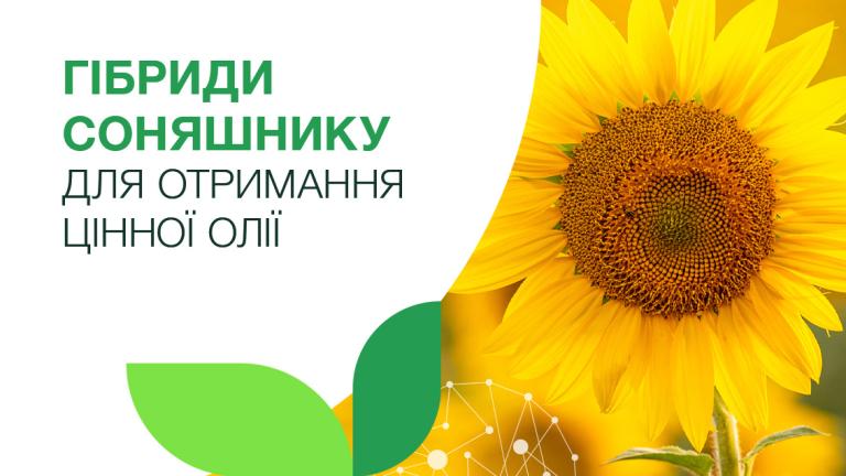 Гібриди соняшнику