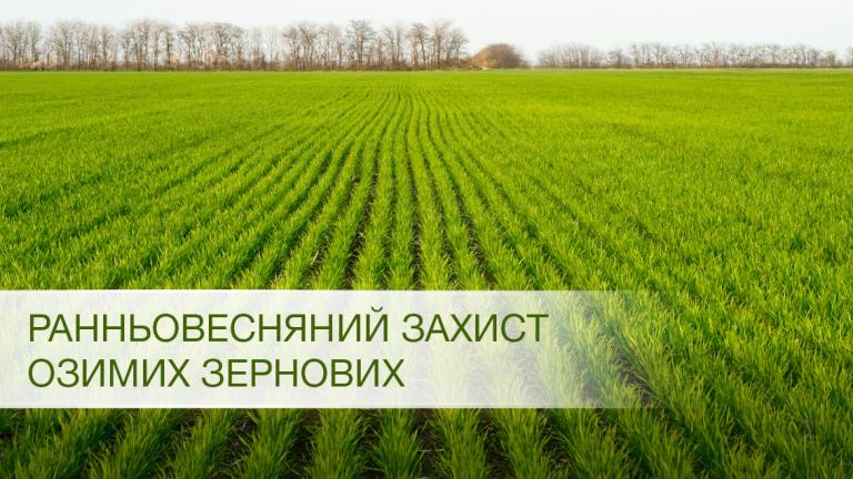 Стан посівів озимих зернових