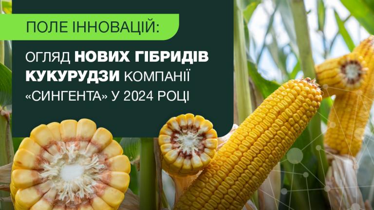 Нові гібриди кукурудзи