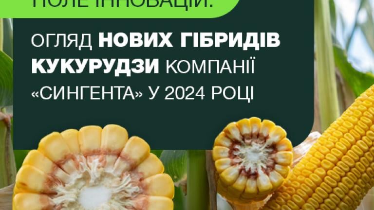 Нові гібриди кукурудзи