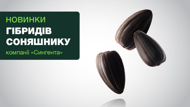 Новинки гібридів соняшнику