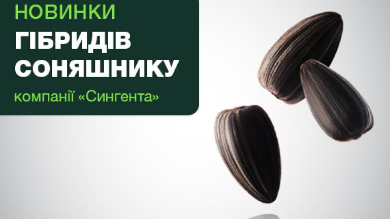 Новинки гібридів соняшнику