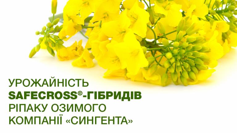 Урожайність Safecross®-гібридів ріпаку озимого