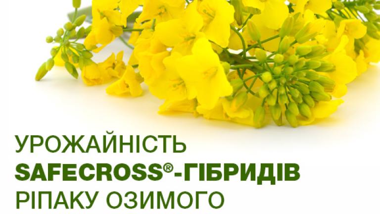 Урожайність Safecross®-гібридів ріпаку озимого