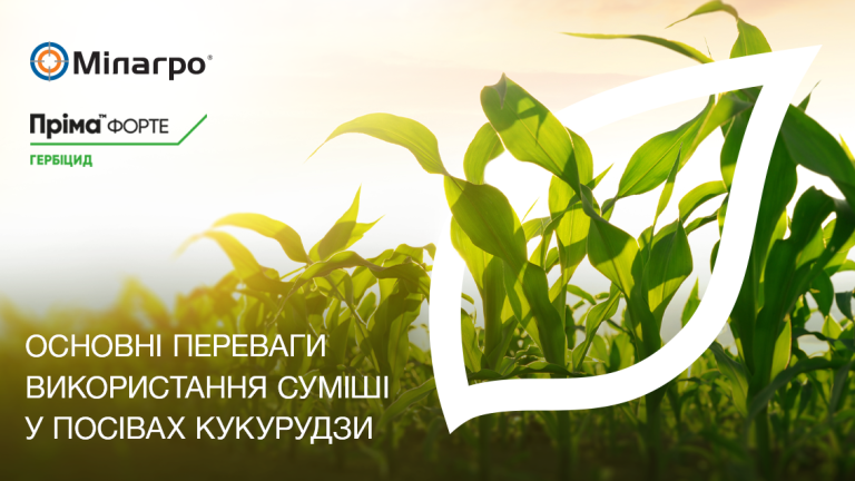 Основні переваги використання суміші у посівах кукурудзи