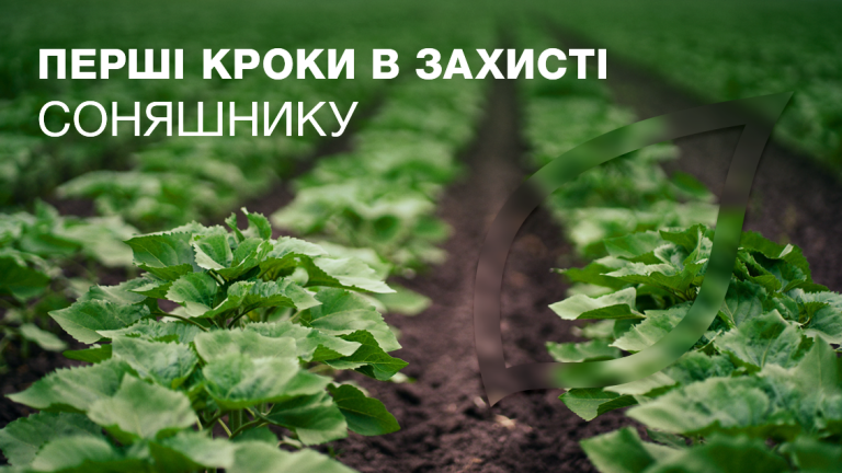 Перша обробка соняшнику
