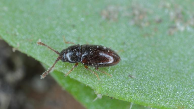 Бурякова крихітка