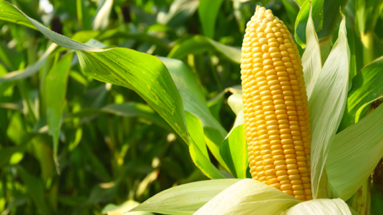 Гербіциди для кукурудзи