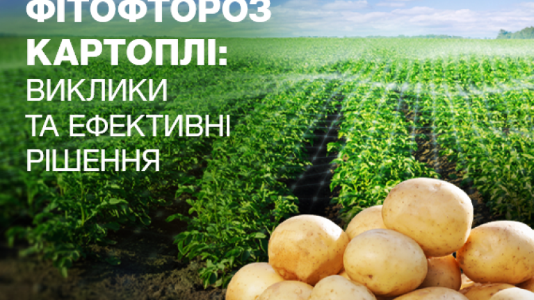 Фітофтороз картоплі