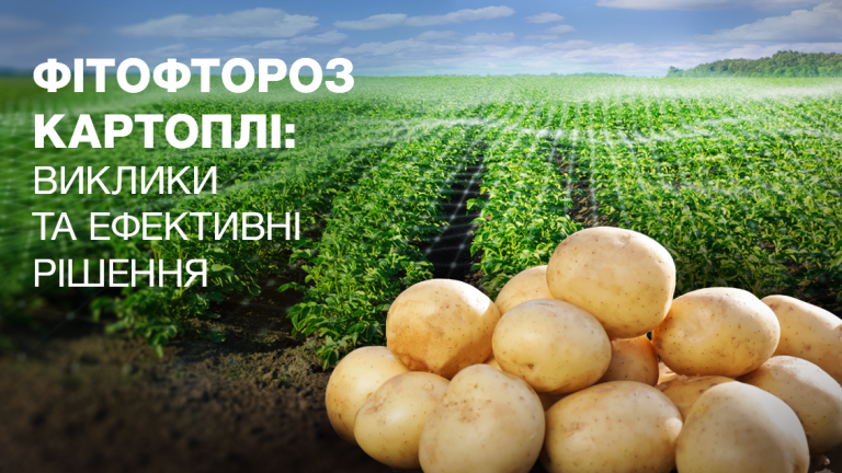 Фітофтороз картоплі