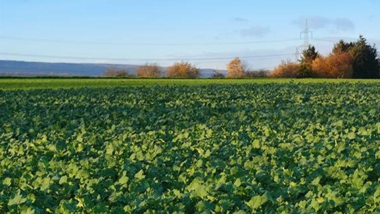 Осіння регуляція росту ріпаку
