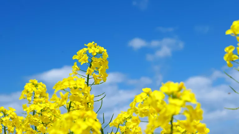 Роль фунгіцидів у формуванні врожайності ріпаку