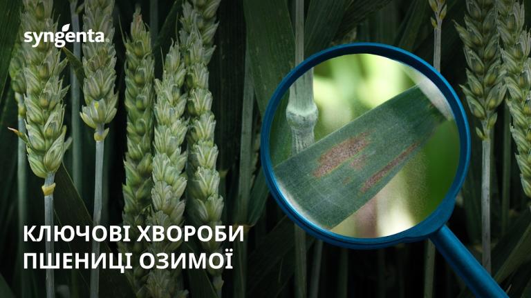 Хвороби озимої пшениці в період вегетації