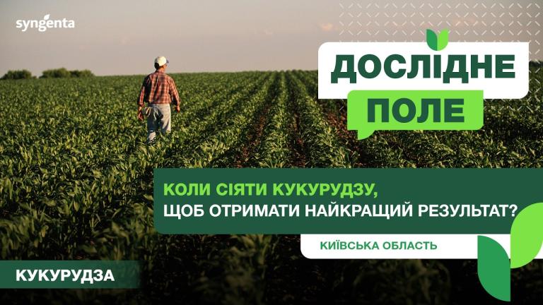 Коли сіяти кукурудзу, щоб отримати найкращий результат?