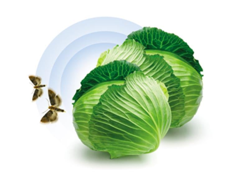 Матч