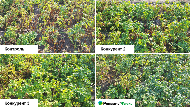 Ефективність проти Phytophthora infestans, Вінницька обл., 2024 р.