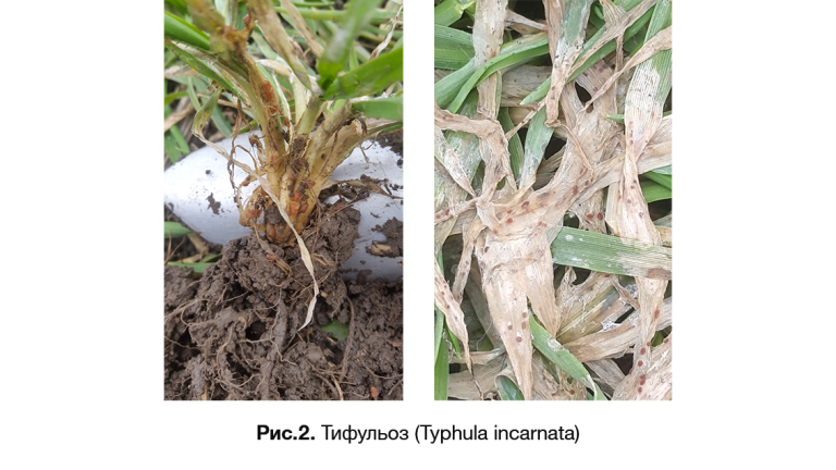 Тифульоз (Typhula incarnata)