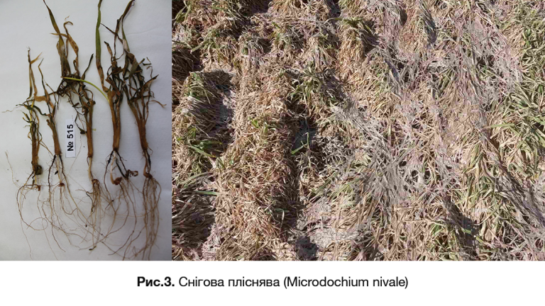 Снігова пліснява (Microdochium nivale)