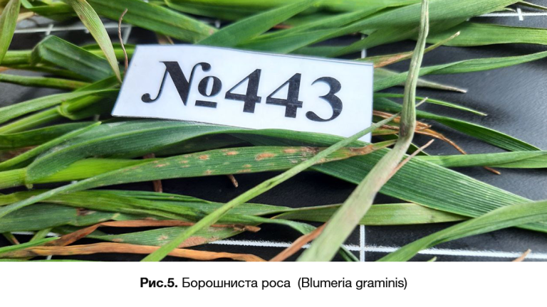 Борошниста роса (Blumeria graminis)