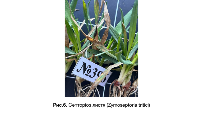 Септоріоз листя (Zymoseptoria tritici)