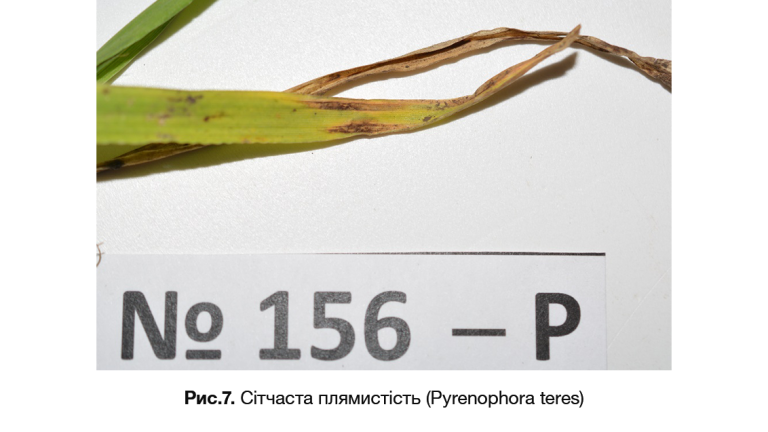 Сітчаста плямистість (Pyrenophora teres)