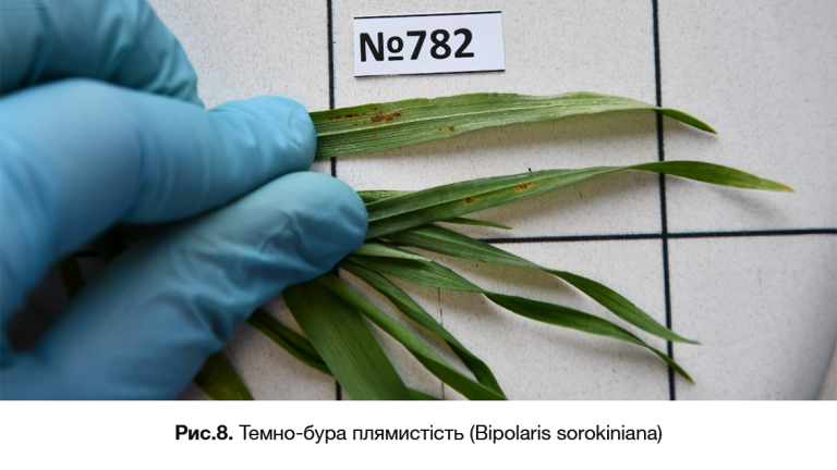 Темно-бура плямистість (Bipolaris sorokiniana)