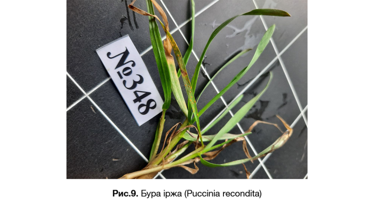 Бура іржа (Puccinia recondita)